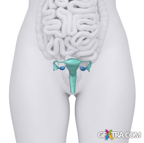 Human Anatomy Great Collection 175xJPG