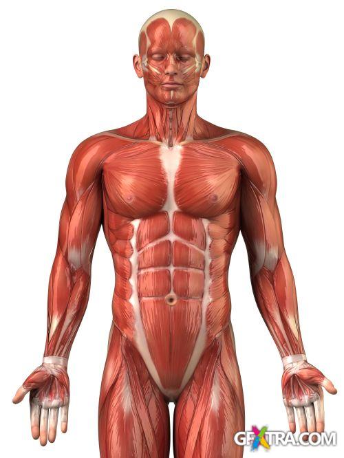 Human Anatomy Great Collection 175xJPG