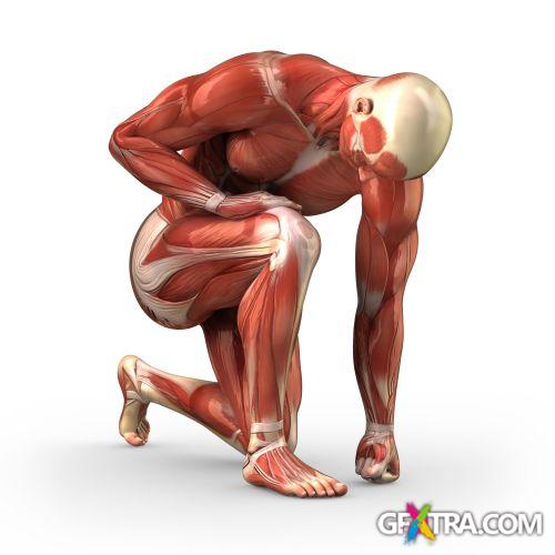 Human Anatomy Great Collection 175xJPG