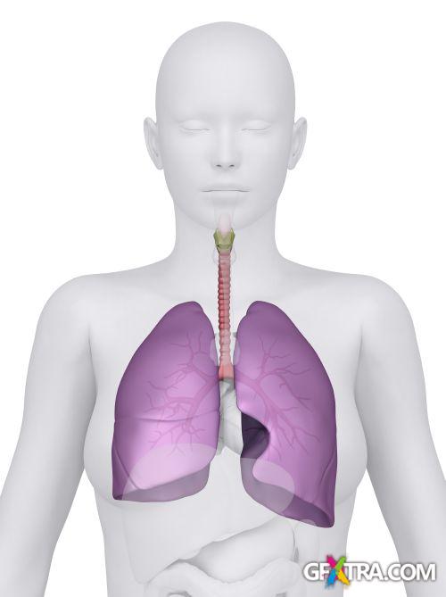 Human Anatomy Great Collection 175xJPG