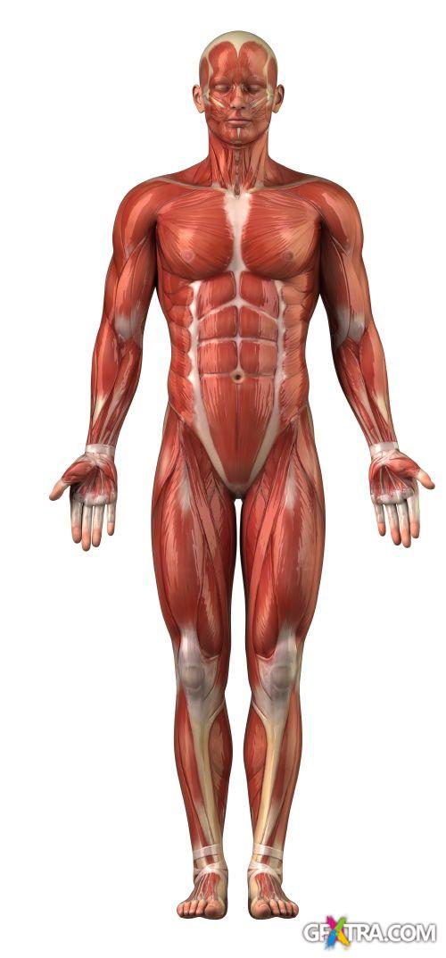 Human Anatomy Great Collection 175xJPG
