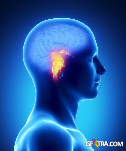 Human Anatomy Great Collection 175xJPG