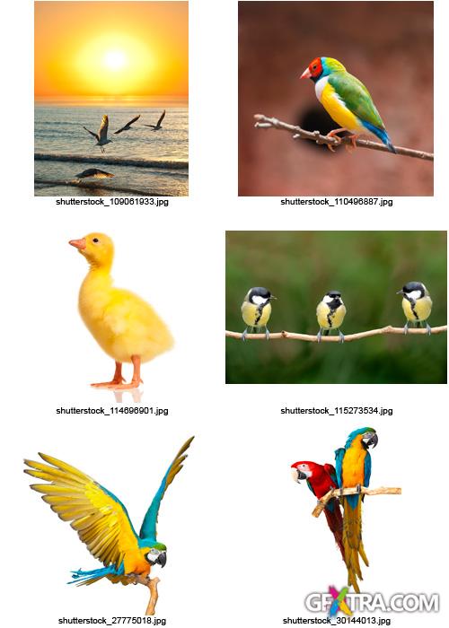 Amazing SS - Birds, 25xJPGs