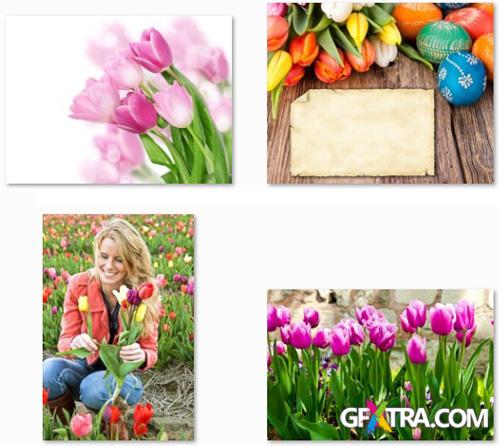 Tulips Collection - 25 HQ Stock Images