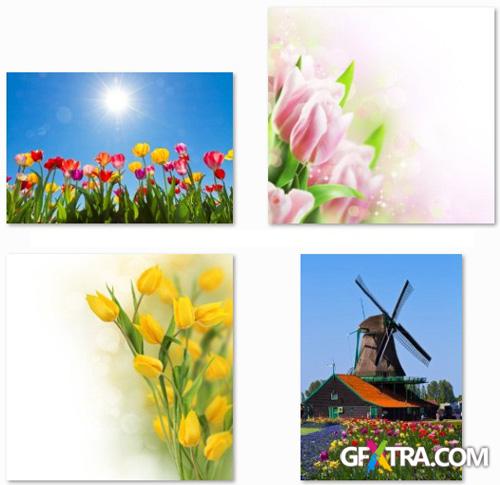 Tulips Collection - 25 HQ Stock Images