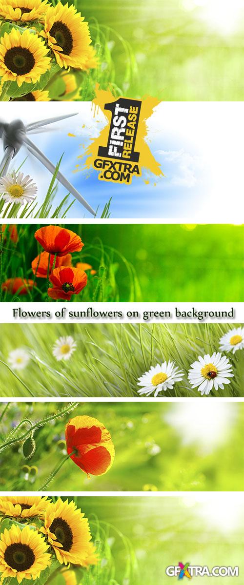 Stock Photo: Flowers of sunflowers on green background