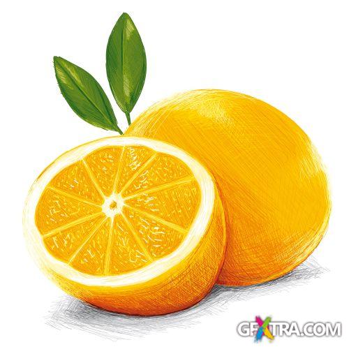 Vegetable and Fruit Full-Colored Illustrations 33xEPS Vegetable and Fruit Full-Colored Illustrations 33xEPS