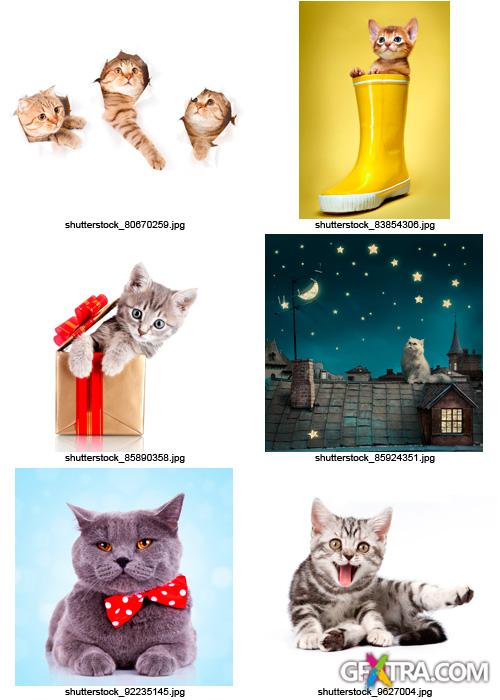 Amazing SS - Cats, 25xJPGs Amazing SS - Cats, 25xJPGs