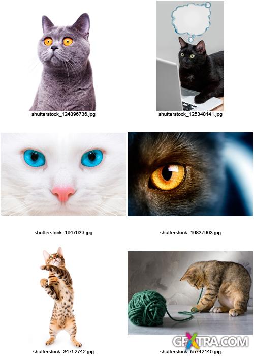 Amazing SS - Cats, 25xJPGs Amazing SS - Cats, 25xJPGs