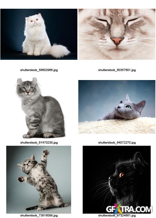 Amazing SS - Cats, 25xJPGs Amazing SS - Cats, 25xJPGs