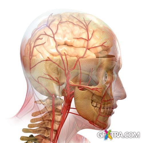 Structure of Human - 25x JPEGs Structure of Human - 25x JPEGs