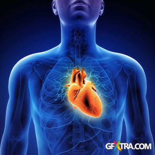 Structure of Human - 25x JPEGs Structure of Human - 25x JPEGs