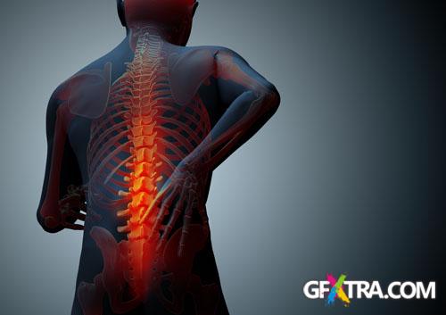 Structure of Human - 25x JPEGs Structure of Human - 25x JPEGs