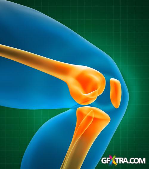 Structure of Human - 25x JPEGs Structure of Human - 25x JPEGs