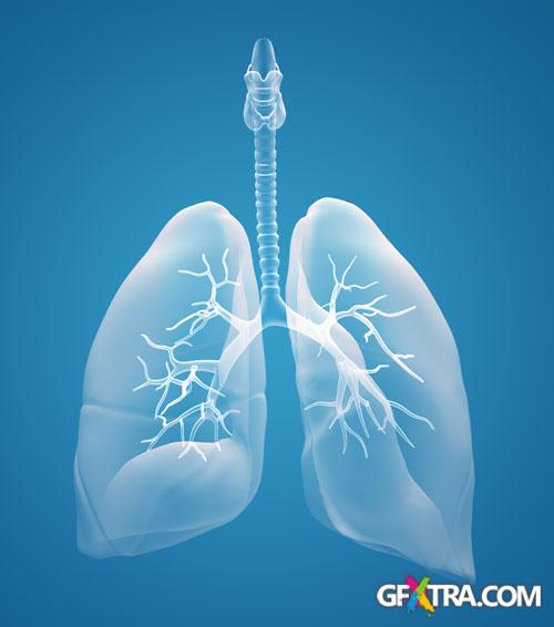 Structure of Human - 25x JPEGs Structure of Human - 25x JPEGs