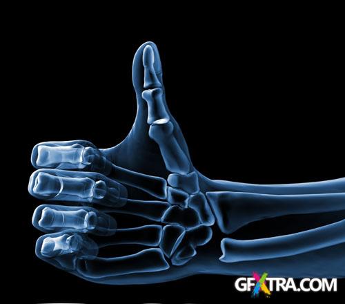 Structure of Human - 25x JPEGs Structure of Human - 25x JPEGs