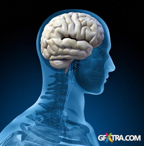 Structure of Human - 25x JPEGs Structure of Human - 25x JPEGs