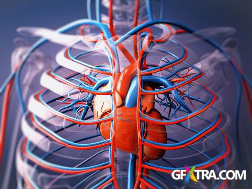 Structure of Human - 25x JPEGs Structure of Human - 25x JPEGs