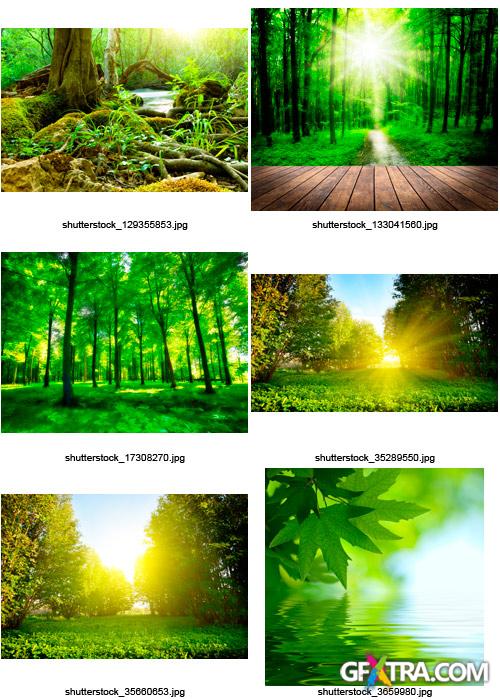 Amazing SS - Magical Forest, 25xJPGs Amazing SS - Magical Forest, 25xJPGs