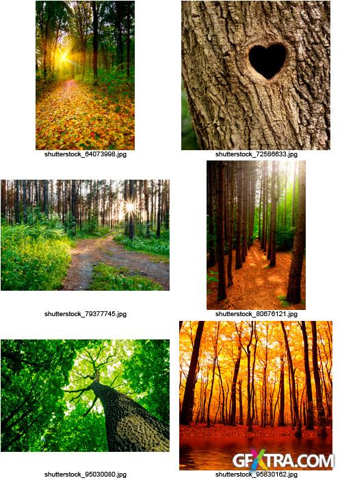 Amazing SS - Magical Forest, 25xJPGs Amazing SS - Magical Forest, 25xJPGs