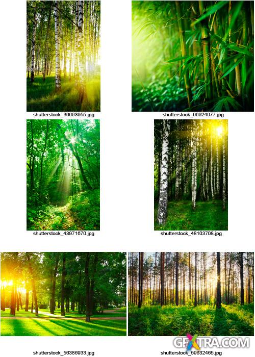 Amazing SS - Magical Forest, 25xJPGs Amazing SS - Magical Forest, 25xJPGs