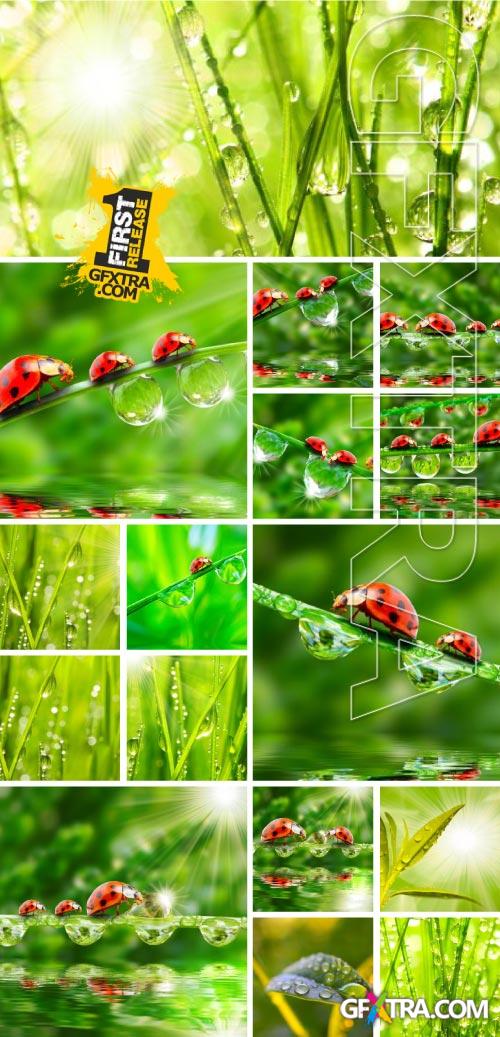 Drops on The Nature #1, 25xJPG Drops on The Nature #1, 25xJPG