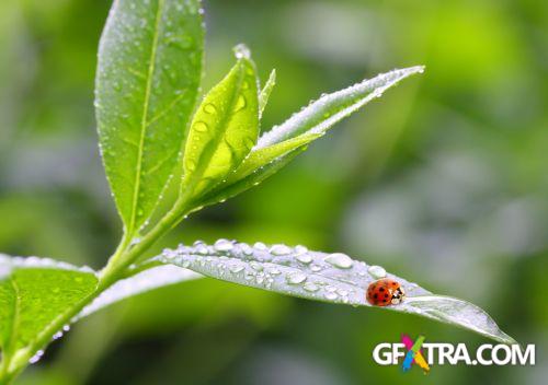 Drops on The Nature #2, 25xJPG