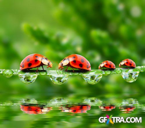 Drops on The Nature #2, 25xJPG