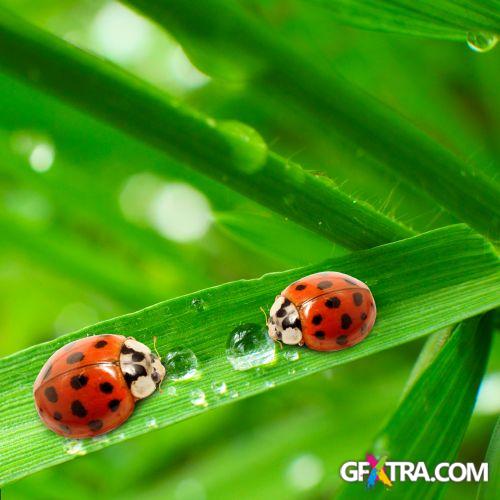 Drops on The Nature #2, 25xJPG