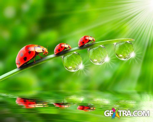 Drops on The Nature #2, 25xJPG