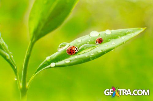 Drops on The Nature #2, 25xJPG