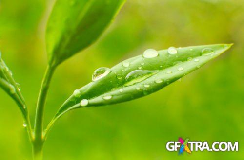 Drops on The Nature #2, 25xJPG