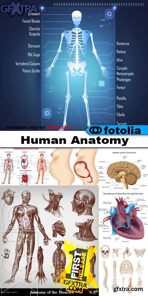 Human Anatomy - Vector Collection Human Anatomy - Vector Collection