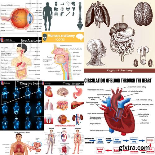 Human Anatomy - Vector Collection Human Anatomy - Vector Collection