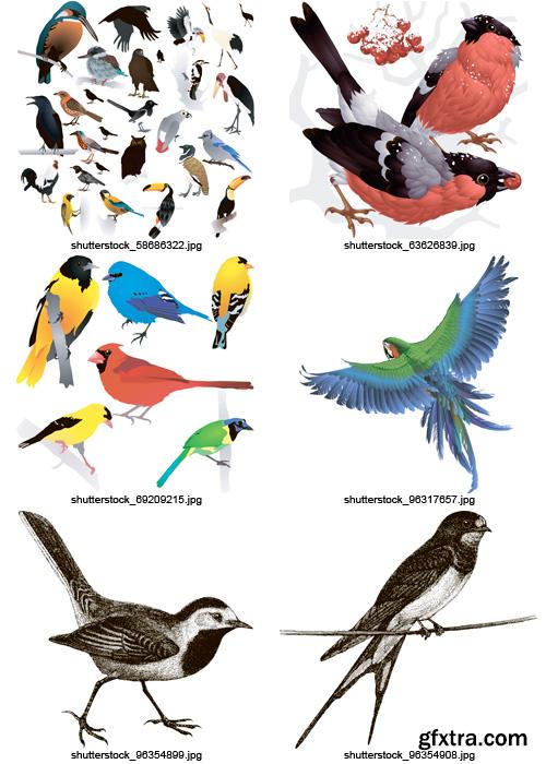 Amazing SS - Collection of Birds, 25xEPS Amazing SS - Collection of Birds, 25xEPS