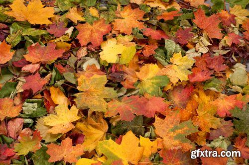 Autumn is Coming #2, 25xJPG