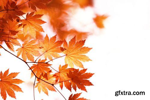 Autumn is Coming #2, 25xJPG