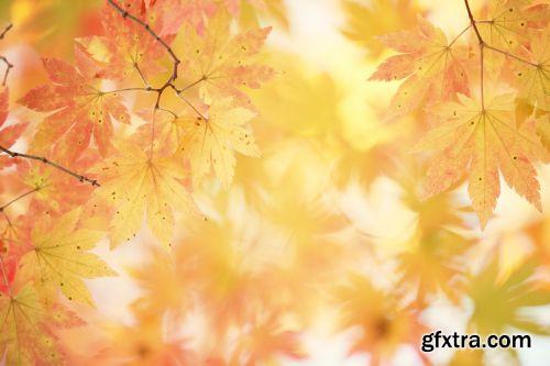 Autumn is Coming #2, 25xJPG