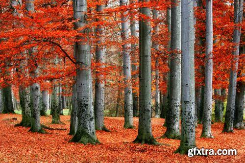 Autumn is Coming #2, 25xJPG