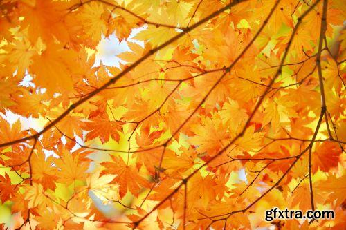 Autumn is Coming #3, 25xJPG