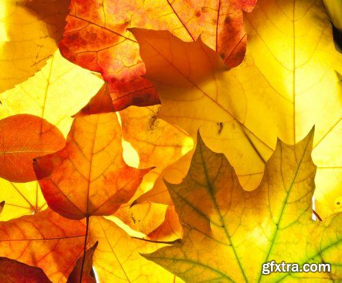 Autumn is Coming #3, 25xJPG