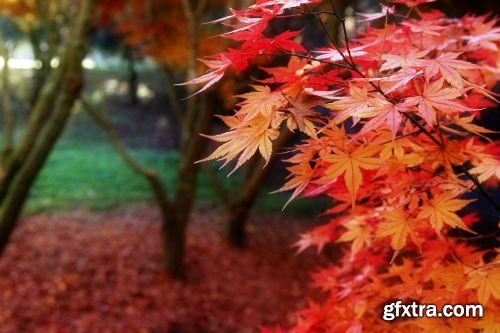 Autumn is Coming #3, 25xJPG