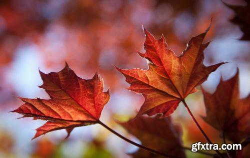 Autumn is Coming #3, 25xJPG