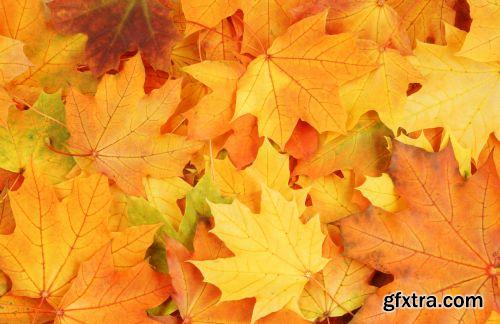 Autumn is Coming #3, 25xJPG