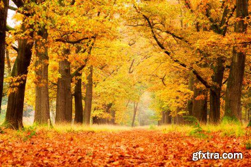 Autumn is Coming #3, 25xJPG