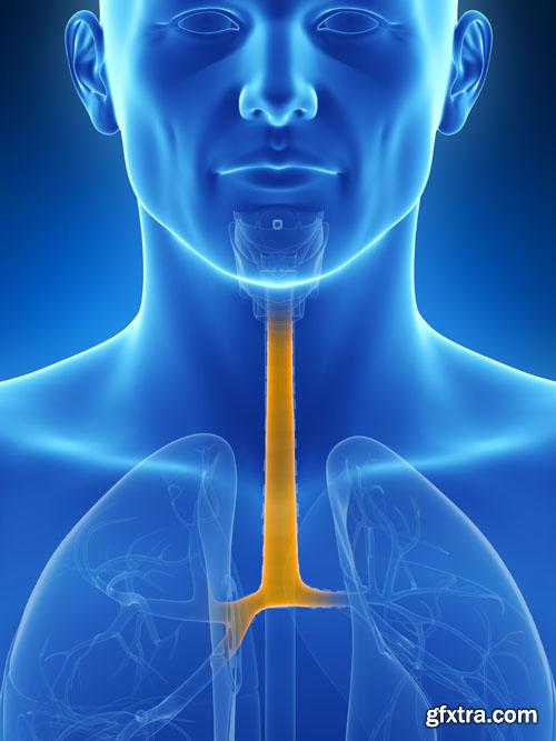 Human organism 25 UHQ