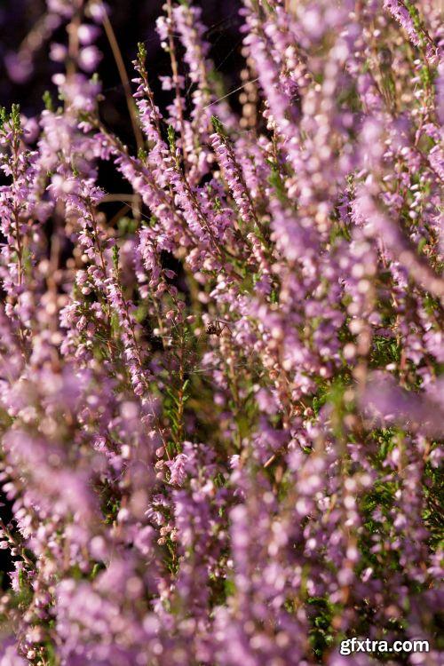 The Colour Of Autumn 25xJPG