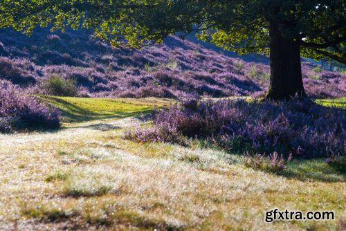 The Colour Of Autumn 25xJPG