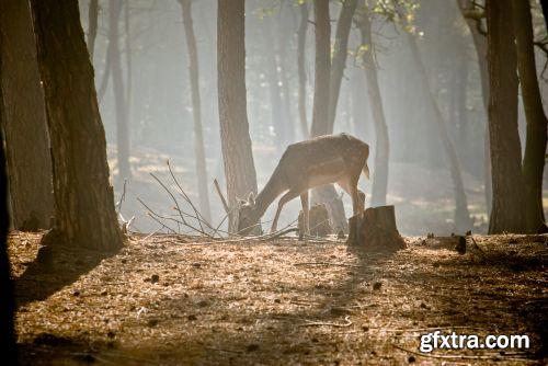 The Colour Of Autumn 25xJPG