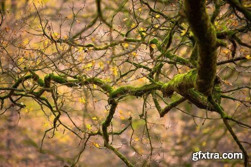 The Colour Of Autumn 25xJPG